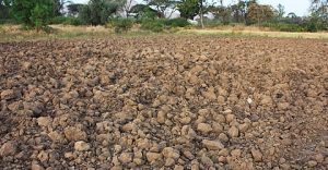 İntrazonal Topraklar Nedir? | Tozlu Mikrofon