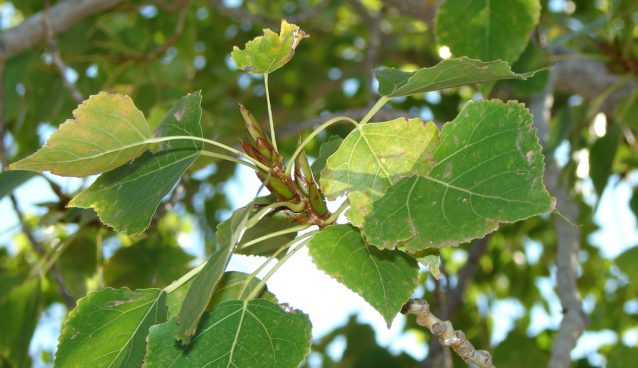 pelesenk agaci nedir ozellikleri nelerdir tozlu mikrofon pelesenk agaci nedir ozellikleri nelerdir tozlu mikrofon