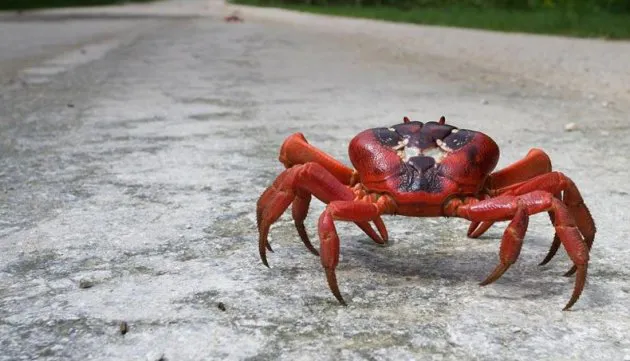 yengeclerin yapisi uremeleri ve cesitleri tozlu mikrofon